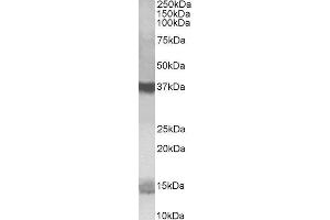 ABIN2564701 (1µg/ml) staining of K562 lysate (35µg protein in RIPA buffer). (Prefoldin-Like antibody  (C-Term))