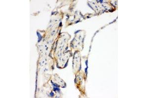 IHC-F testing of TFAM antibody and human placenta tissue (TFAM antibody  (C-Term))