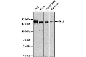 Western blot analysis of extracts of various cell lines, using MKL1 antibody. (MKL1 antibody  (AA 1-280))