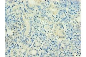 Immunohistochemistry of paraffin-embedded human pancreatic tissue using ABIN7155743 at dilution of 1:100