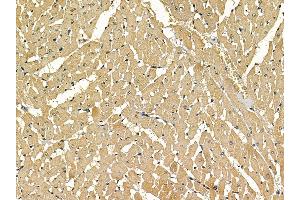 ABIN7097149 and ABIN7101217 at 1/100 staining rat heart tissue by IHC-P. (ACMSD antibody)