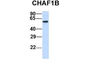 Host:  Rabbit  Target Name:  CHAF1B  Sample Type:  Human Adult Placenta  Antibody Dilution:  1. (CHAF1B antibody  (N-Term))