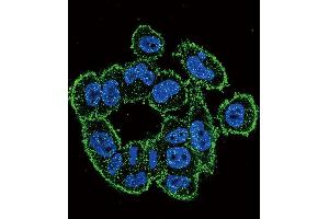 Confocal immunofluorescent analysis of Urokinase (PLAU) Antibody (C-term) (ABIN392797 and ABIN2842234) with  cell followed by Alexa Fluor 488-conjugated goat anti-rabbit lgG (green). (PLAU antibody  (C-Term))