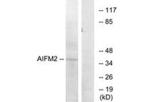Western blot analysis of extracts from COS7 cells, using AIFM2 Antibody. (AIFM2 antibody  (AA 141-190))