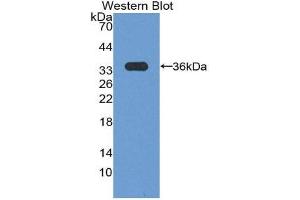 Western Blotting (WB) image for anti-Cyclin D3 (CCND3) (AA 1-292) antibody (ABIN2116693) (Cyclin D3 antibody  (AA 1-292))