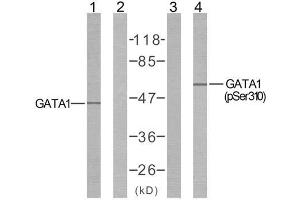 Western blot analysis of extract from COS7 cells untreated or treated with EPO using GATA1 (Ab-310) antibody (E021042, Line 1 and 2) and GATA1 (phospho-Ser310) antibody (E011042, Line 3 and 4). (GATA1 antibody  (pSer310))