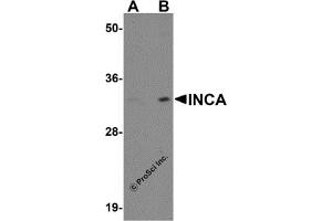 Western Blotting (WB) image for anti-Family with Sequence Similarity 212, Member A (FAM212A) (C-Term) antibody (ABIN1030439) (C3orf54 antibody  (C-Term))