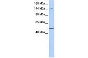 Image no. 1 for anti-PR Domain Containing 15 (PRDM15) (AA 900-949) antibody (ABIN6740934) (PRDM15 antibody  (AA 900-949))