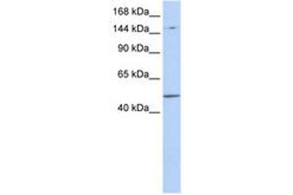PRDM15 Antikörper  (AA 900-949)