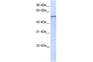 EIF2S3 antibody used at 1 ug/ml to detect target protein. (EIF2S3 antibody  (N-Term))