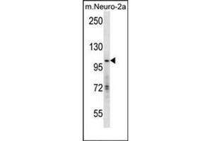 Western blot analysis of KAT2A / GCN5L2 Antibody (C-term) in mouse Neuro-2a cell line lysates (35ug/lane). (KAT2A antibody  (C-Term))