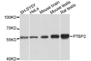 PTBP2 antibody  (AA 1-280)