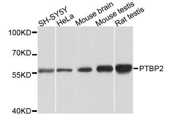 PTBP2 antibody  (AA 1-280)