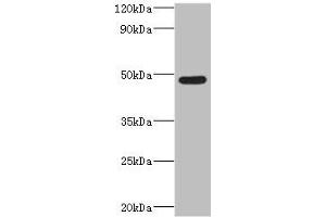 Western blot All lanes: IFT57 antibody at 2 μg/mL + Mouse lung tissue Secondary Goat polyclonal to rabbit IgG at 1/10000 dilution Predicted band size: 49 kDa Observed band size: 49 kDa (IFT57 antibody  (AA 170-429))
