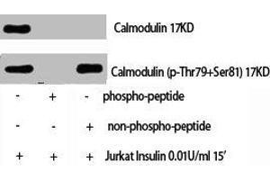 Western Blot analysis of Jurkat+Insulin cells using Phospho-Calmodulin (T80/S82) Polyclonal Antibody (Calmodulin 1 antibody  (pSer82, pThr80))