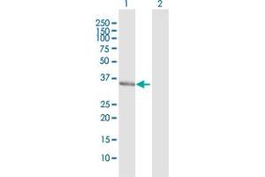 Western Blot analysis of TCEA2 expression in transfected 293T cell line by TCEA2 MaxPab polyclonal antibody. (TCEA2 antibody  (AA 1-299))