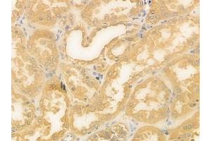 ABIN6264655 and ABIN6278396 at 1/100 staining human normal kidney tissue by IHC-P.