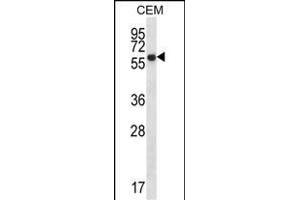 ERO1L Antibody (C-term) (ABIN657228 and ABIN2846330) western blot analysis in CEM cell line lysates (35 μg/lane). (ERO1L antibody  (C-Term))