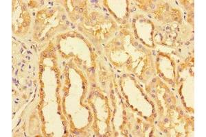 Immunohistochemistry of paraffin-embedded human kidney tissue using ABIN7160916 at dilution of 1:100 (NDUFB11 antibody  (AA 30-88))