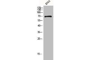 GNL1 antibody  (N-Term)