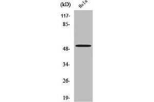 Western Blot analysis of MCF7 cells using Septin 7 Polyclonal Antibody (Septin 7 antibody  (C-Term))