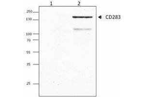 Western Blotting (WB) image for anti-Toll-Like Receptor 3 (TLR3) antibody (ABIN2664507) (TLR3 antibody)