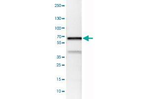 Western Blot analysis of MCF-7 cell lysate with VANGL1 monoclonal antibody, clone CL0241 .