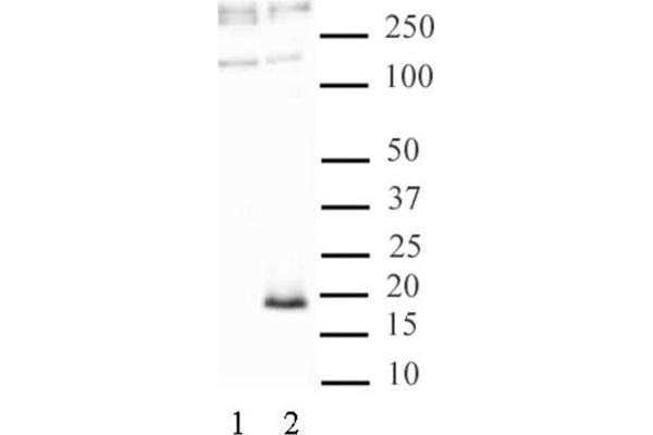 Histone H3.3 antibody  (pSer31)