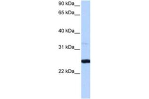 Western Blotting (WB) image for anti-phosphoribosyl Transferase Domain Containing 1 (PRTFDC1) antibody (ABIN2463223) (PRTFDC1 antibody)