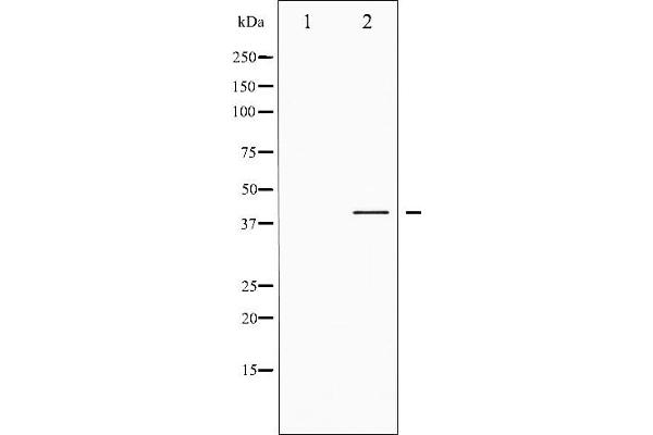 CREB1 antibody  (pSer142)