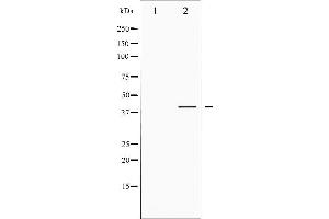 Western blot analysis of CREB phosphorylation expression in PMA treated HeLa whole cell lysates,The lane on the left is treated with the antigen-specific peptide. (CREB1 antibody  (pSer142))