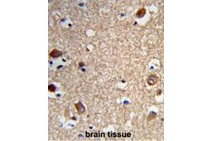 Formalin-fixed and paraffin-embedded human brain tissue reacted with ACTR5 Antibody (C-term), which was peroxidase-conjugated to the secondary antibody, followed by DAB staining. (ACTR5 antibody  (C-Term))