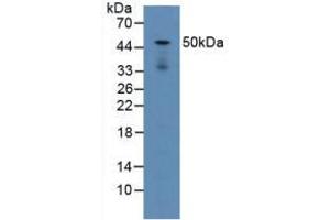 Figure. (LAMP2 antibody  (AA 295-410))