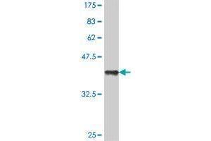 Western Blot detection against Immunogen (36. (IFNK antibody  (AA 35-129))