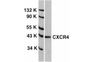 Western blot analysis of CXCR4 in HeLa total cell lysate with AP30267PU-N anti-CXCR4 (EL) at 1/1000 dilution. (CXCR4 antibody  (Extracellular Loop))