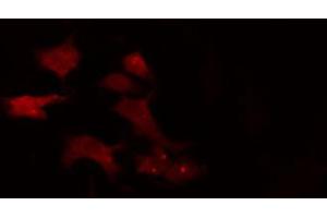 ABIN6274842 staining 293 cells by IF/ICC. (APPBP2 antibody  (Internal Region))
