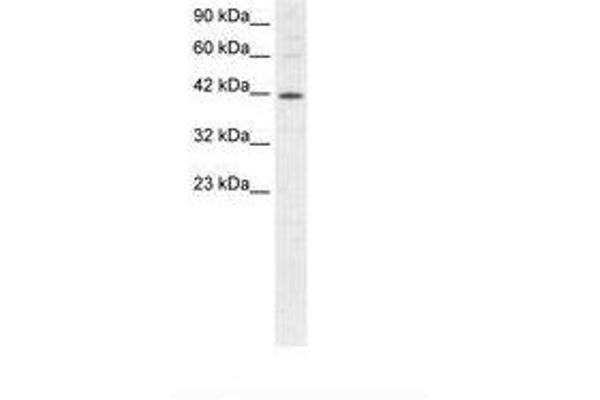 MIER1 Antikörper  (AA 250-293)