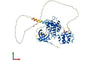 AlphaFold protein structure predicition of Human Recombinant RIPK2 Protein, UniprotID O43353 (RIPK2 Protein (AA 1-540) (His tag))