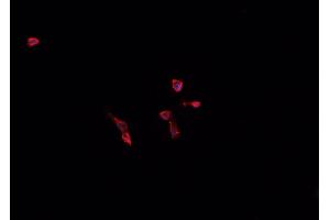 ABIN6268860 staining U-937 cells by IF/ICC. (Cyclin A1 antibody)