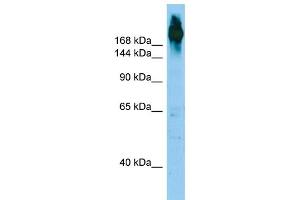 WB Suggested Anti-FLNC Antibody Titration: 1.