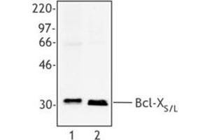 Image no. 1 for anti-BCL2-Like 1 (BCL2L1) (AA 3-14) antibody (ABIN205526) (BCL2L1 antibody  (AA 3-14))