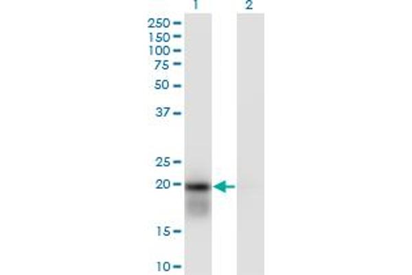 UBE2H antibody  (AA 1-183)