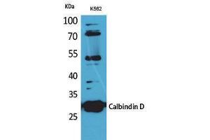 Western Blotting (WB) image for anti-Calbindin (CALB1) (C-Term) antibody (ABIN3187744) (CALB1 antibody  (C-Term))