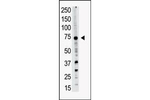 Image no. 1 for anti-PR Domain Containing 14 (PRDM14) (N-Term) antibody (ABIN356723) (PRDM14 antibody  (N-Term))
