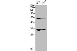 Western Blot analysis of NIH-3T3 Hela cells using M-CSF Polyclonal Antibody (M-CSF/CSF1 antibody  (C-Term))
