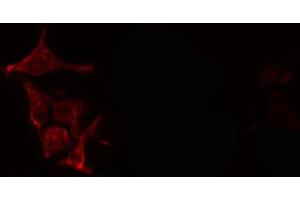 ABIN6266621 staining NIH-3T3 cells by IF/ICC. (PDGFB antibody  (N-Term))