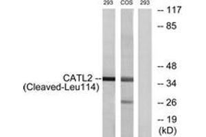 Western blot analysis of extracts from 293/COS cells, treated with etoposide 25uM 1h, using CATL2 (Cleaved-Leu114) Antibody. (Cathepsin L2 antibody  (Cleaved-Leu114))