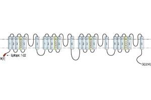 Representative domain view of the target of ABIN7043009.