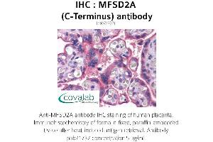 Image no. 3 for anti-Major Facilitator Superfamily Domain Containing 2A (MFSD2A) (C-Term) antibody (ABIN1736932)