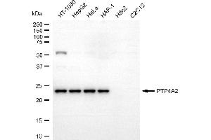 Western blotting analysis using PTP4A2 antibody (ABIN7800038).